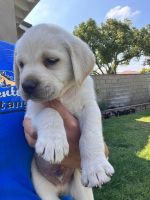 Labrador Retriever Puppies for sale in Rialto, CA, USA. price: $850