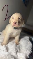 Labrador Retriever Puppies for sale in Martinsburg, WV, USA. price: $1,200