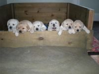 Labrador Retriever Puppies for sale in Glastonbury, CT, USA. price: $1,300