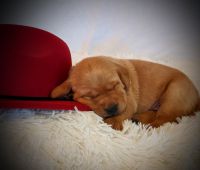 Labrador Retriever Puppies for sale in South Jordan, UT, USA. price: $1,500