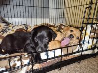 Labrador Retriever Puppies for sale in Buffalo, MN 55313, USA. price: $500