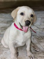 Labrador Retriever Puppies for sale in New Bel Rd, Ashwath Nagar, Armane Nagar, Bengaluru, Karnataka 560094, India. price: 6,000 INR
