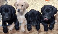 Labrador Retriever Puppies for sale in Wolsey, SD 57384, USA. price: $800