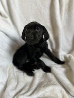 Labrador Retriever Puppies for sale in Geneseo, IL 61254, USA. price: $300