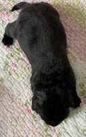 Labrador Retriever Puppies for sale in Dover Plains, NY, USA. price: $1,500