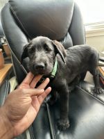Labrador Retriever Puppies for sale in Altadena, CA 91001, USA. price: $400