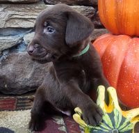 Labrador Retriever Puppies for sale in Sheridan, WY 82801, USA. price: $800