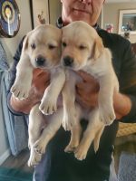 Labrador Retriever Puppies for sale in Springfield, OR, USA. price: $500