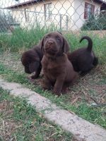 Labrador Retriever Puppies for sale in Tucson, AZ, USA. price: $500