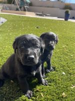 Labrador Retriever Puppies for sale in Albuquerque, NM, USA. price: $200