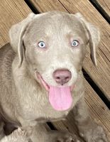 Labrador Retriever Puppies for sale in Oklahoma City, OK, USA. price: NA