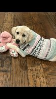 Labrador Retriever Puppies for sale in Wappingers Falls, NY 12590, USA. price: $1,500