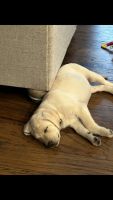 Labrador Retriever Puppies for sale in Wappingers Falls, NY 12590, USA. price: $1,500