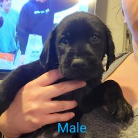 Labrador Retriever Puppies for sale in Independence, MO, USA. price: $250