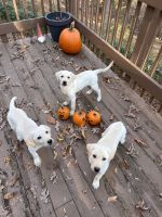 Labrador Retriever Puppies for sale in Manassas, VA, USA. price: $400