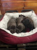 Labrador Retriever Puppies for sale in Baldwin Park, CA, USA. price: $1,500