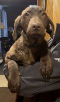 Labrador Retriever Puppies for sale in Butler, PA, USA. price: $500