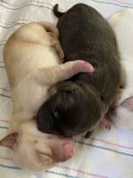 Labrador Retriever Puppies for sale in Moncks Corner, SC 29461, USA. price: $1,500