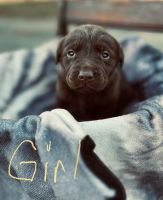 Labrador Retriever Puppies for sale in Mercersburg, PA 17236, USA. price: $500