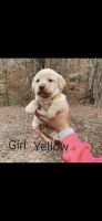 Labrador Retriever Puppies for sale in Danville, AL 35619, USA. price: $800