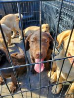 Labrador Retriever Puppies for sale in Marana, AZ, USA. price: $600