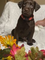 Labrador Retriever Puppies for sale in Calimesa, CA, USA. price: $1,700