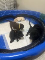 Labrador Retriever Puppies for sale in Green Bay, WI, USA. price: $1,000