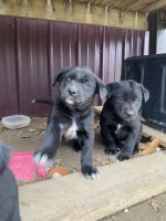Labrador Retriever Puppies for sale in Osage, MN 56570, USA. price: $150