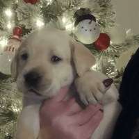 Labrador Retriever Puppies for sale in Fort Wayne, IN, USA. price: $650