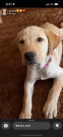 Labrador Retriever Puppies for sale in Nelson, NE 68961, USA. price: $900