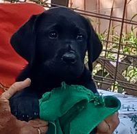 Labrador Retriever Puppies for sale in Stuart, FL, USA. price: $2,500