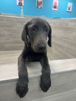 Labrador Retriever Puppies for sale in North Port, FL, USA. price: $2,200