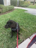 Labrador Retriever Puppies for sale in Lutz, FL 33548, USA. price: NA