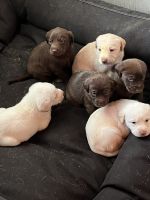 Labrador Retriever Puppies for sale in Colorado Springs, CO, USA. price: $900
