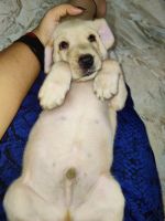 Labrador Retriever Puppies for sale in New Bel Rd, Ashwath Nagar, Armane Nagar, Bengaluru, Karnataka 560094, India. price: 10,000 INR