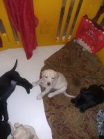 Labrador Retriever Puppies for sale in Vero Beach, FL, USA. price: $800