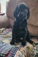 Labrador Retriever Puppies for sale in Gaithersburg, MD, USA. price: $600