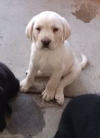 Labrador Retriever Puppies for sale in Mojave, CA 93501, USA. price: $600