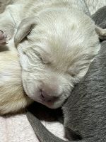 Labrador Retriever Puppies for sale in 1067 Loamshire Rd, Akron, OH 44319, USA. price: $500