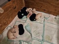 Labrador Retriever Puppies for sale in Wilmington, NC 28412, USA. price: $900