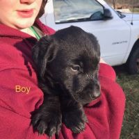 Labrador Retriever Puppies for sale in Butler, PA, USA. price: $250