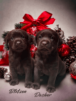 Labrador Retriever Puppies for sale in Brunswick, OH 44212, USA. price: $2,800