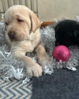 Labrador Retriever Puppies for sale in Denver, CO, USA. price: $1,000
