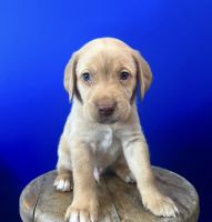Labrador Retriever Puppies for sale in Queens, NY, USA. price: $500