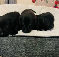Labrador Retriever Puppies for sale in Vancouver, WA, USA. price: $400