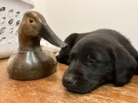 Labrador Retriever Puppies for sale in Livingston, California. price: $1,000