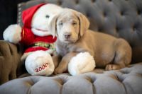 Labrador Retriever Puppies for sale in Meridian, TX 76665, USA. price: $1,500