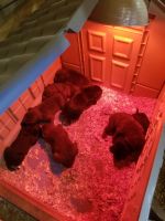Labrador Retriever Puppies for sale in Rutherfordton, NC 28139, USA. price: $800