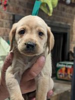 Labrador Retriever Puppies for sale in Chandler, Texas. price: $850