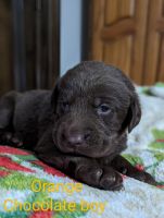Labrador Retriever Puppies for sale in Yelm, WA, USA. price: $1,300